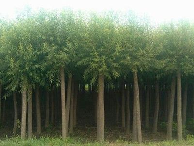 黃皮柳圖片|黃皮柳產(chǎn)品圖片由保定市安國騰達(dá)苗木花卉基地公司生產(chǎn)提供