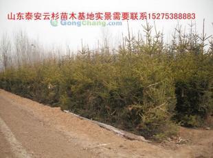 供應云杉|云杉樹苗|云杉苗木|紅皮云杉|供應云杉|山東云杉_紡織、皮革_世界工廠網中國產品信息庫