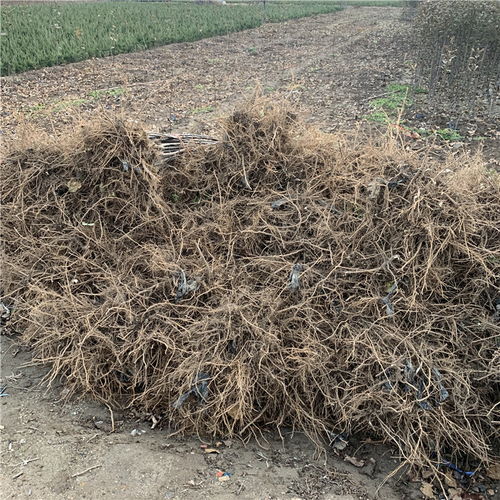 【批發矮化柱狀蘋果苗、批發矮化柱狀蘋果苗基地】- 