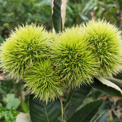 【基地批發(fā)岳山王板栗樹苗、大紅袍板栗樹苗栽培技術(shù)】- 