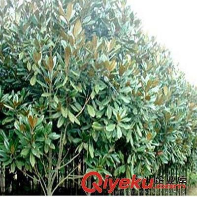 供應花卉綠化工程苗 廣玉蘭小苗批發 2-3-5-8-10公分-沭陽縣萬花軒苗圃提供供應花卉綠化工程苗 廣玉蘭小苗批發 2-3-5-8-10公分的相關介紹、產品、服務、圖片、價格沭陽縣萬花軒苗圃、綠化苗木;果樹;盆景;種子;承接綠化工程