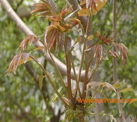泰安香椿苗 大鵬紅油香椿苗基地 紅香椿,泰安香椿苗 大鵬紅油香椿苗基地 紅香椿生產廠家,泰安香椿苗 大鵬紅油香椿苗基地 紅香椿價格