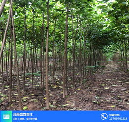 河北楸樹 盛霖專業(yè)供應(yīng)苗木 楸樹價格