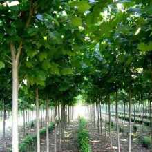 2021綠化苗木價格 報價 綠化苗木批發 第28頁 園林網