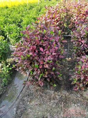 【興輝園藝場彩葉扶桑球形袋苗銷售】綠化苗木,價格,廠家,供應(yīng)商,花木,龍海市東泗興輝園藝場 - 產(chǎn)品庫