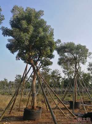 【全冠香樟袋苗供應(yīng)、種植基地直銷、價格實惠】綠化苗木,價格,廠家,供應(yīng)商,花木,龍海市東泗興輝園藝場 - 產(chǎn)品庫