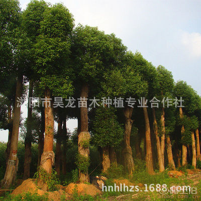 【湖南廠家供應(yīng)香樟苗木常綠性香樟樹苗木量大從優(yōu)】瀏陽市昊龍苗木種植專業(yè)合作社 - 產(chǎn)品庫