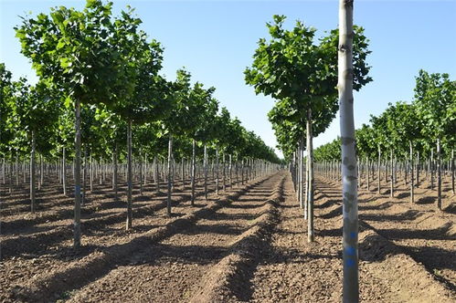 18公分速生法桐價格 速生法桐 鴻福苗木產(chǎn)品優(yōu)良