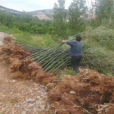 主營產品:花卉租擺、工廠綠化工程、各種綠化苗木、花卉基地直銷