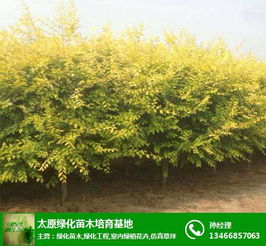 山西苗木批發 綠化苗木 雅仕閣綠化苗木基地 查看
