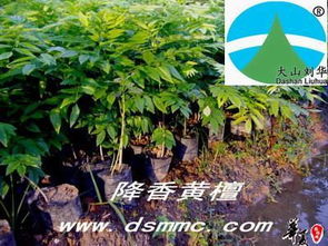 降香黃檀 花梨木 海南黃花梨 紅木家具 供應(yīng)產(chǎn)品 漳浦縣大山苗木場(chǎng)