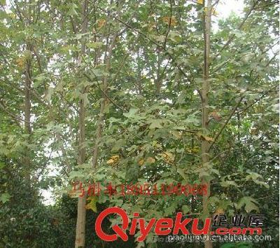 廠家專業(yè)供應(yīng)馬褂木等綠化苗木(圖)-沭陽(yáng)縣威宇花木銷售中心提供廠家專業(yè)供應(yīng)馬褂木等綠化苗木(圖)的相關(guān)介紹、產(chǎn)品、服務(wù)、圖片、價(jià)格沭陽(yáng)縣威宇花木銷售中心、金葉女貞;紅葉小檗;小龍柏;地柏;灑金柏;南天竹;迎春;連翹;月季花;紅王子錦帶;水臘;劍麻;金娃娃萱草;玉簪;鳶尾;棣棠;繡線菊;紅瑞木;紫荊;紫薇等綠化苗木