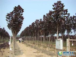 供應全紅楊、紅桂、紅葉石楠等綠化苗木_農副產品_世界工廠網中國產品信息庫