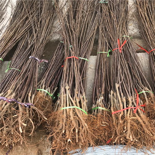 【短枝紅富士蘋果苗哪里批發(fā)、短枝紅富士蘋果苗價(jià)格】- 