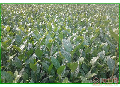 【成都福鼎大白茶苗純正品種#福鼎大白茶苗苗圃】福鼎大白茶苗,價(jià)格,廠家,供應(yīng)商,其他農(nóng)業(yè),雅安市名山區(qū)惠農(nóng)苗木種植農(nóng)民專業(yè)合作社 - 產(chǎn)品庫