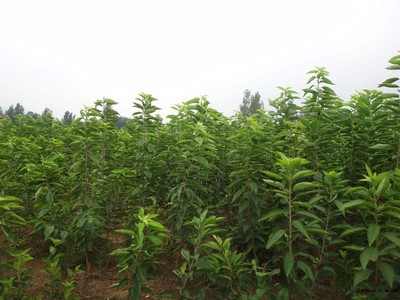 梨樹圖片|苗木|苗木圖庫|597苗木網(wǎng)