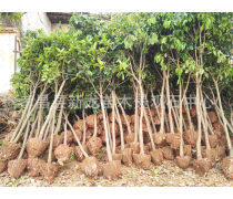 【孝感種子苗木產(chǎn)品庫】_價(jià)格/圖片/廠家_孝感種子苗木第5頁 - 湖北產(chǎn)品庫