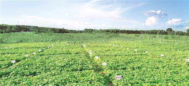 小紅薯長成富民大產業 彭水 把資源優勢轉為產業優勢 傾力打造 中國苕粉之都
