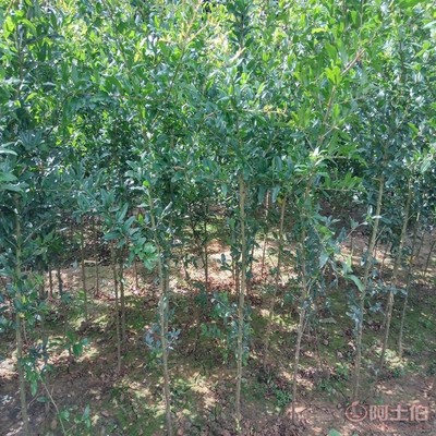 【高桿山楂苗畝產(chǎn)品種全的 山楂苗基地廠家供貨】泰安高新區(qū)旺運(yùn)苗木中心 - 產(chǎn)品庫(kù)