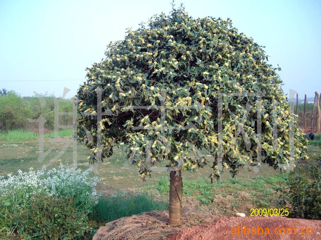 【綠化設計圖中的喬木與灌木之分】價格、產品供應,綠化設計圖中的喬木與灌木之分廠家批發-1024商務網