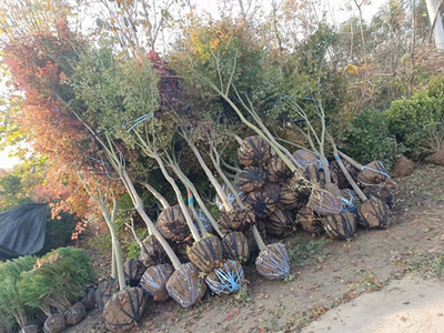 綠化苗木的規格術語及測量方法