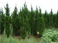 找鄢陵河南檜的苗木價格價格、圖片、詳情,上一比多_一比多產品庫