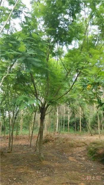 四川藍花楹與漳州藍花楹基地直銷供應全解析