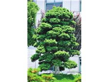 瀏陽市軒達苗木種植專業(yè)合作社 花卉種植產(chǎn)品展示