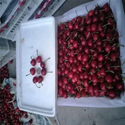 克拉瑪依市矮化櫻桃苗低價熱銷，品質(zhì)保障助力林業(yè)種植